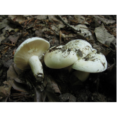 Мицелий Груздя перечного (Lactarius piperatus)